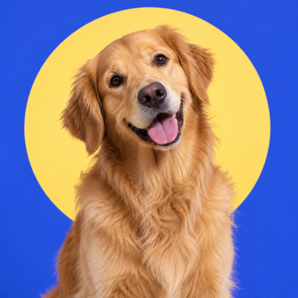 A golden retriever against a blue studio background