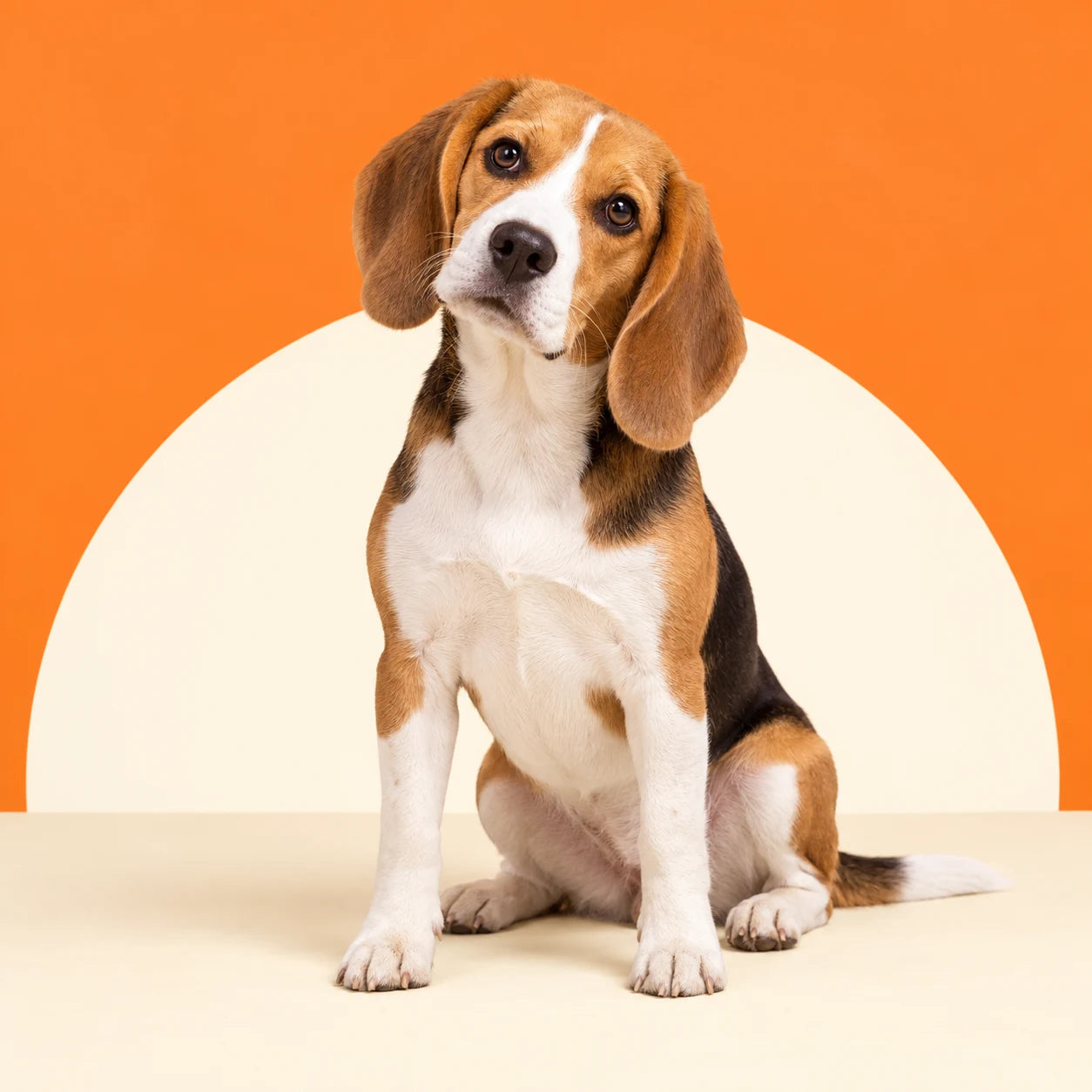 A beagle against an orange studio background